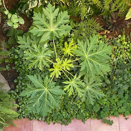 Charming House In * Santa Ursula (Tenerife)