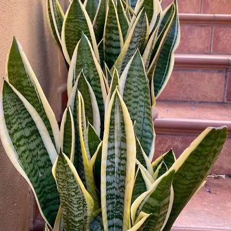 Charming House In Holiday home Santa Ursula (Tenerife)