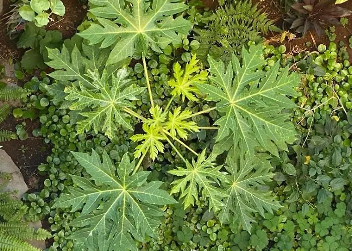 Charming House In * Santa Úrsula